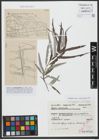 Foto von Salix viminalis L.